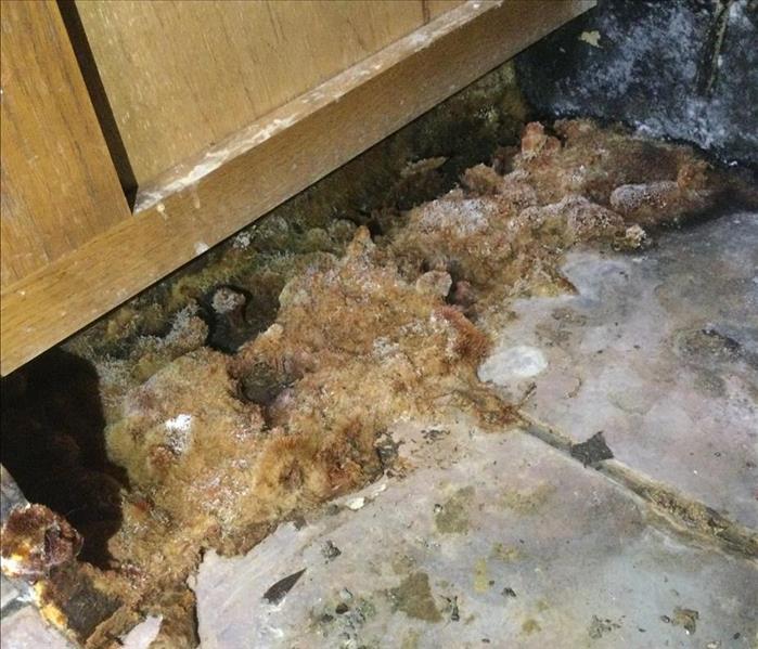 Mushrooms growing on mold in active late discovered water damage