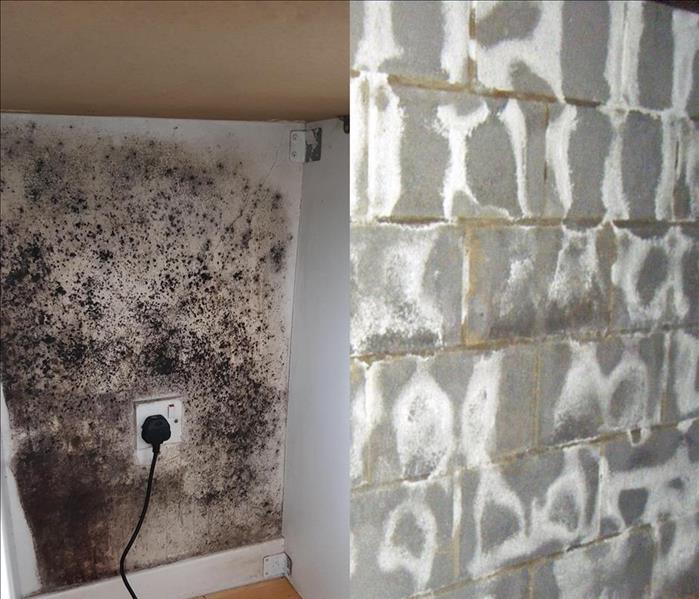 A side by side comparison of mold and efflorescence