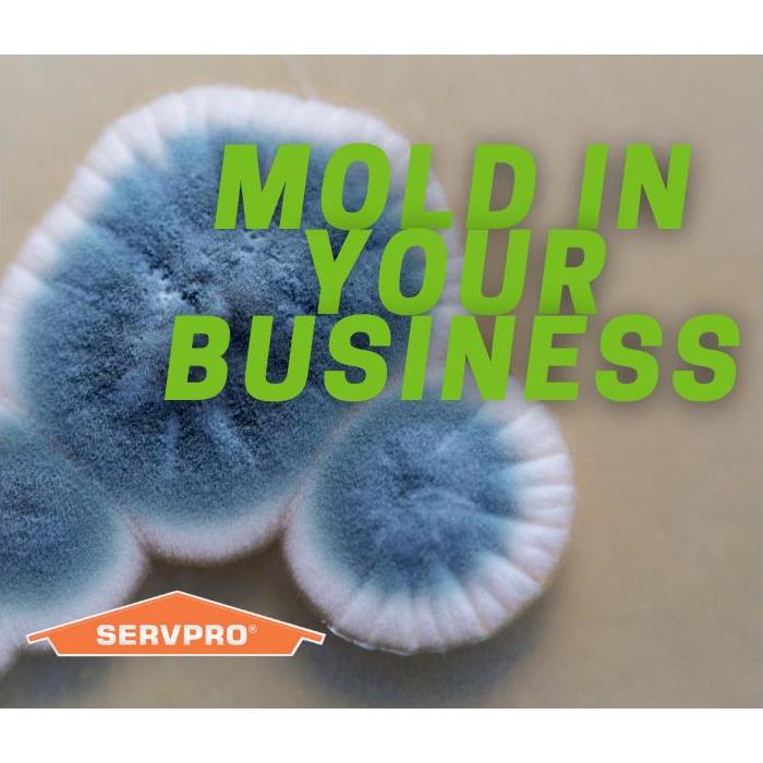 mold in your wichita ks business